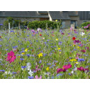 Blumenwiese "Schmetterlinge" 7m²